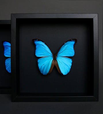 Vlinder Taxidermie volledige montage - Morpho didius - 23 cm