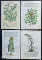 Document - Pietro Andrea Matthioli - Pianta massima / Rhu /