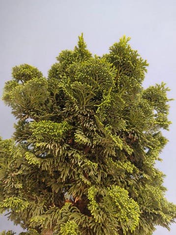 Bonsaï Cyprès du Japon (Chamaecyparis obtusa) - Hauteur