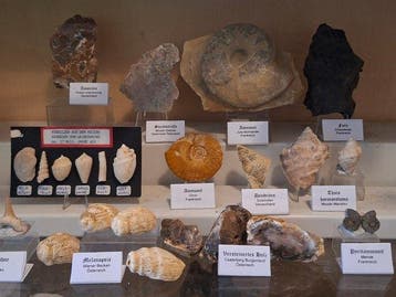 Oude fossielenverzameling, ca. 24 stuks - Fossiele matrix, Verzamelen
