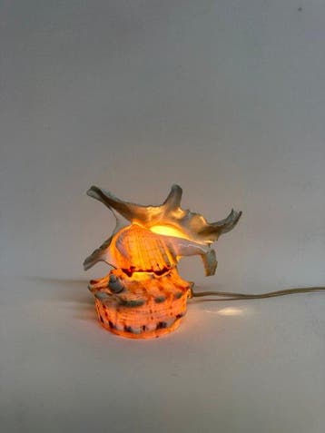 schelp Zeeschelp - Seashell Table Lamp (Zonder minimumprijs), Nieuw