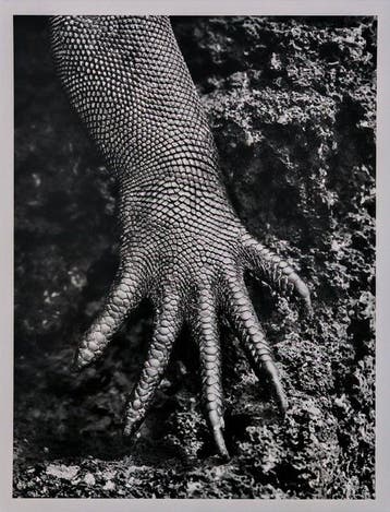 Sebastião Salgado - Galápagos, Ecuador, 2004