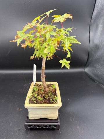 Japanese maple bonsai (Acer palmatum) - Hoogte (boom): 25 cm