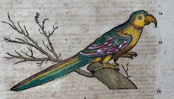Conrad Gesner - Vogelbuch - 1617, Antiek en Kunst