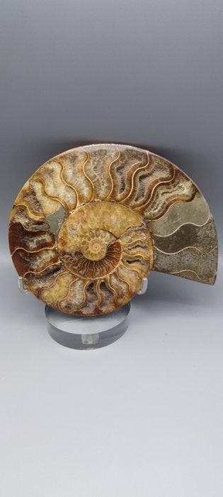 Ammoniet - Fossiel skelet - 16 cm - 13 cm