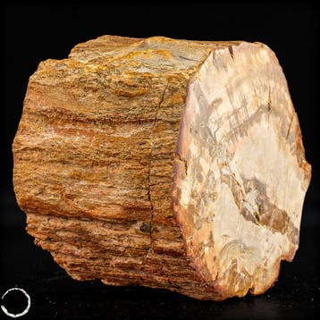 Natuurlijk versteend hout – fossiele boomstamschijf met