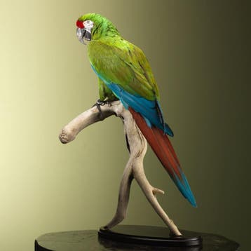 Soldatenara Taxidermie Opgezette Dieren By Max, Ophalen of Verzenden, Nieuw, Vogel, Opgezet dier