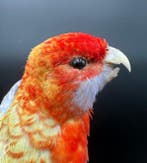 Perruche Support de corps entier pour taxidermie -