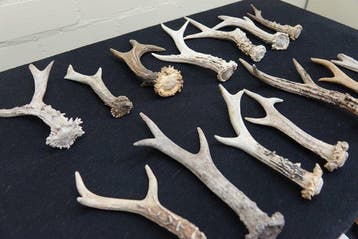 Roebuck Antlers Schedel - Capreolus capreolus - 0 cm - 0 cm, Verzamelen, Nieuw