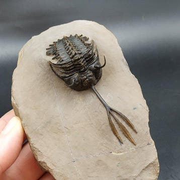 Prachtige trilobiet - Gefossiliseerd dier - Walliserops