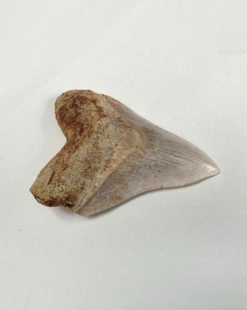 Megalodon - Fossiele tand - 139 mm - 104 mm, Verzamelen, Nieuw
