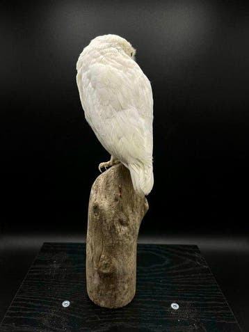 Steenuil Taxidermie volledige montage - Athene noctua - 0 cm