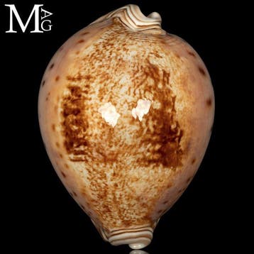 Extra zeldzaam Cypraea Valentia - 84,5 mm Zeeschelp -, Verzamelen, Mineralen en Fossielen