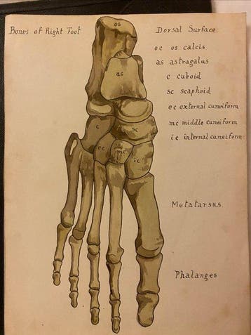 unknown - ANATOMICAL STUDENT WATERCOLOURS IN POUCHES -