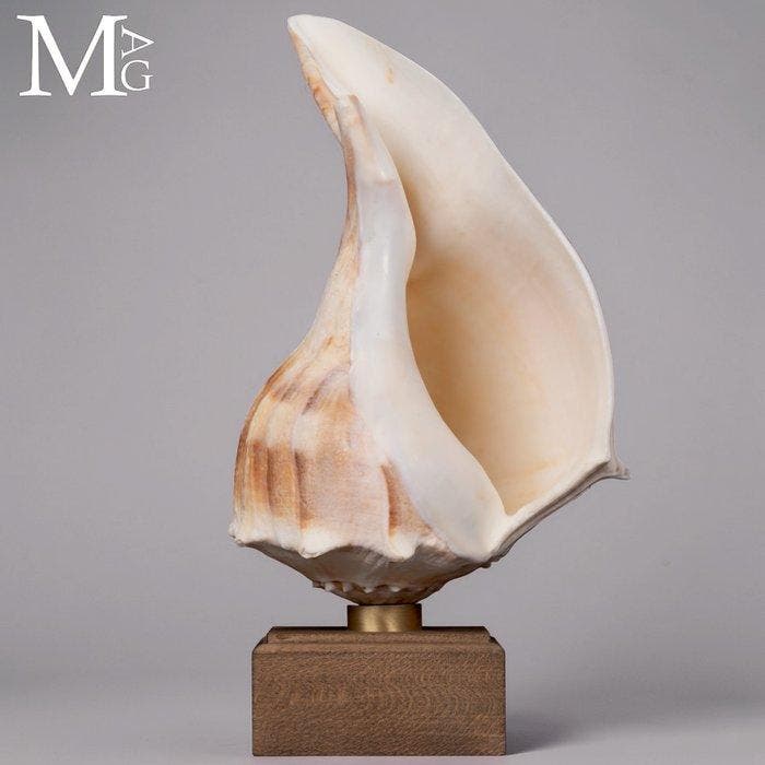 Decoratieve Busicon-schelp op houten en koperen basis -, Antiek en Kunst, Curiosa en Brocante