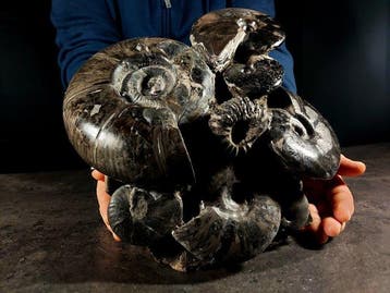 Énorme et lourd bloc albiano - Animal fossilisé - 24 cm - 26, Nieuw