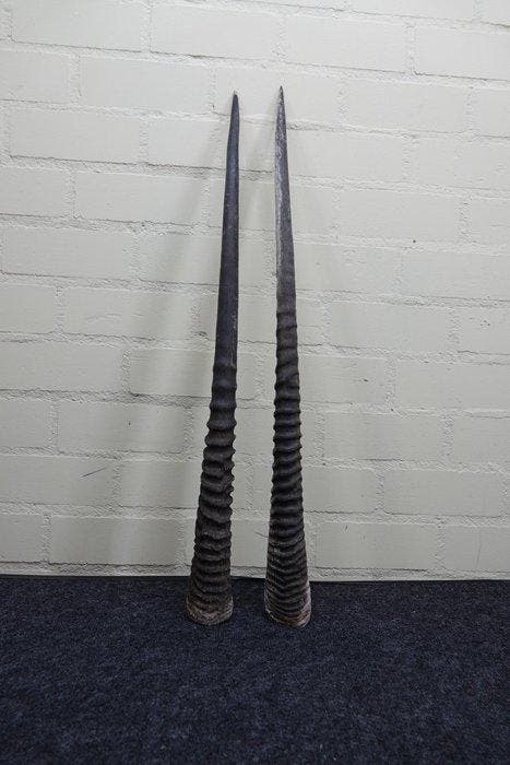 Gemsbok Hoorns - Oryx gazella - 86 cm - 3 cm - 0 cm-, Collections, Collections Animaux