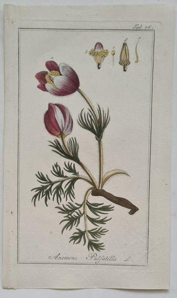 Johannes Zorn. J Sepp - 10 handgekleurde kopergravures oa.