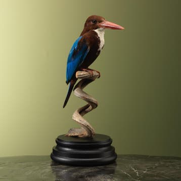 Smyrna-IJsvogel Taxidermie Opgezette Dieren By Max, Ophalen of Verzenden, Opgezet dier