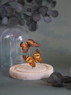 Papillon Support de corps entier pour taxidermie - Véritable