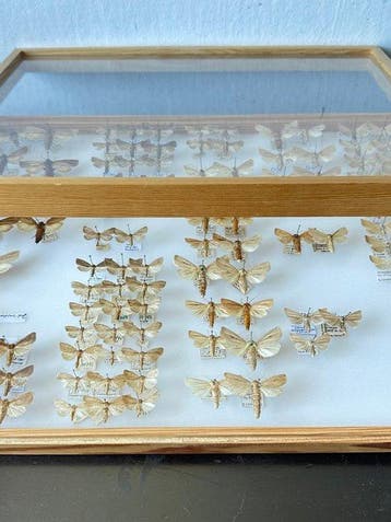 Grote historische entomologische doos - Rietboorder-uilen, Verzamelen, Nieuw