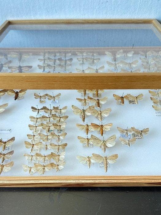 Grote historische entomologische doos - Rietboorder-uilen, Collections, Collections Animaux