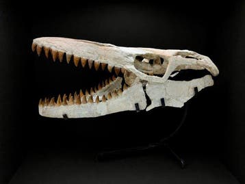 Mosasaure - Crâne fossile - Mosasaurus - 55 cm