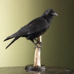 Kraai Taxidermie Opgezette Dieren By Max, Ophalen of Verzenden, Nieuw, Vogel, Opgezet dier