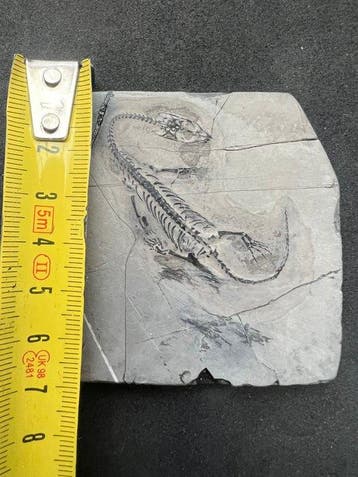 Reptile marin - Animal fossilisé - Fossile de Keichousaurus