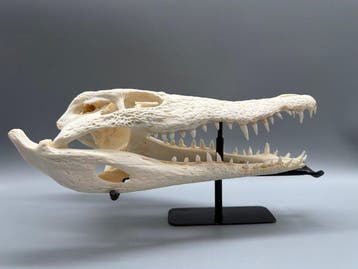 Nijlkrokodil Schedel - Crocodylus niloticus - 8 cm - 13 cm -, Nieuw