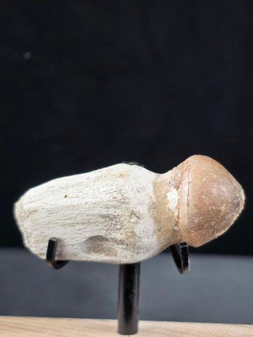 Fossiele tand - Globidens (Zonder minimumprijs)