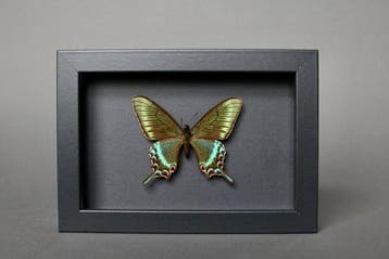 Vlinder Taxidermie volledige montage - Papilio maackii
