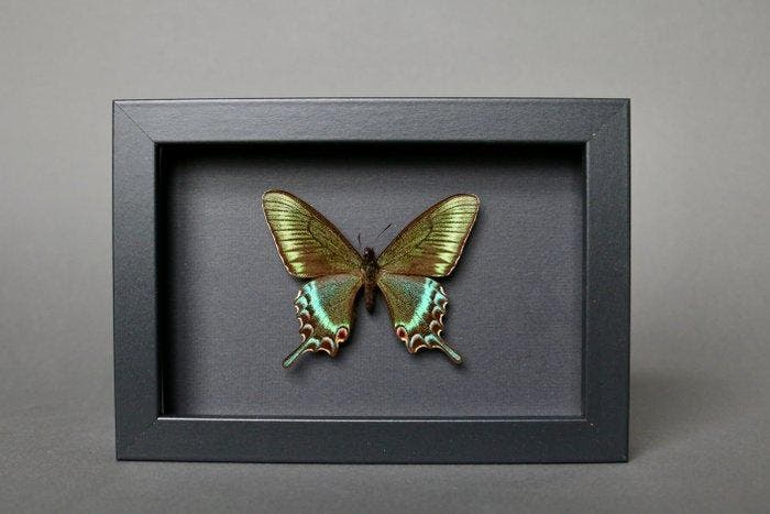 Vlinder Taxidermie volledige montage - Papilio maackii, Verzamelen, Mineralen en Fossielen