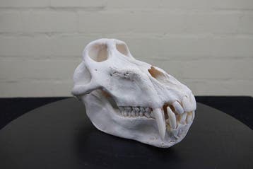 Large Chacma Baboon Schedel - Papio ursinus - 12.5 cm - 23, Collections, Collections Animaux