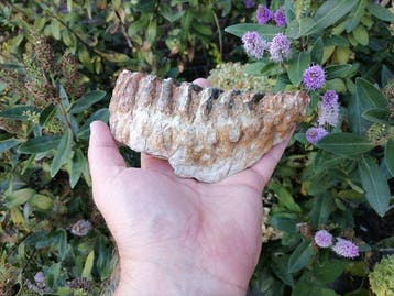Wolharige mammoet - Fossiele kies - Mammuthus primigenius, Verzamelen, Mineralen en Fossielen