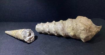 Grote fossiele gastropode met afgescheiden apex, Eoceen,, Verzamelen, Mineralen en Fossielen