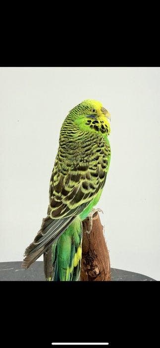 Perruche Support de corps entier pour taxidermie -, Verzamelen, Nieuw