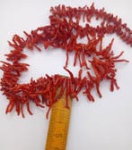Bloedkoraal Koraal - Corallium rubrum (Zonder minimumprijs)