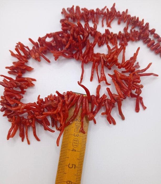 Bloedkoraal Koraal - Corallium rubrum (Zonder minimumprijs), Antiek en Kunst, Curiosa en Brocante