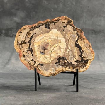 C - Belle tranche de bois pétrifié sur un support sur mesure