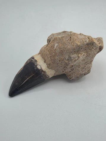 Mosasaurus - Fossiele tand - 12 cm (Zonder minimumprijs)