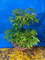 Bonsaï Érable de Bürger (Acer buergerianum) - Hauteur
