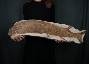 Vis - Fossiel skelet - Impresionante pez fósil de 90 cm - 90, Verzamelen