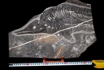 Fossiel - Fossiele matrix - Mixosaurus - 47 cm - 34 cm