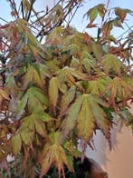 Acer palmatum bos in zeer bijzondere bonsaischaal - Hoogte