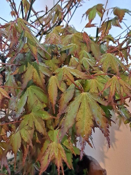 Acer palmatum bos in zeer bijzondere bonsaischaal - Hoogte, Antiek en Kunst, Curiosa en Brocante