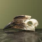 Trompetneushoornvogel V Schedel, Verzamelen, Ophalen of Verzenden, Nieuw, Vogel, Opgezet dier