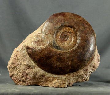Prachtige ammoniet (26,5 cm) met meerdere natuurlijke, Verzamelen