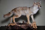 Chacal à dos noir Support de corps entier pour taxidermie -, Verzamelen, Dierenverzamelingen, Nieuw