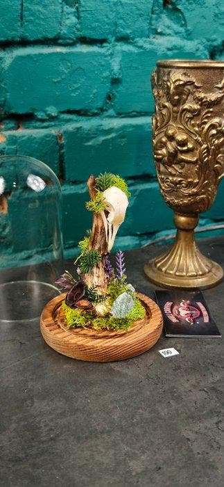 pigeon Crâne - Columba - 16 cm - 12 cm - 12 cm - (1), Antiquités & Art